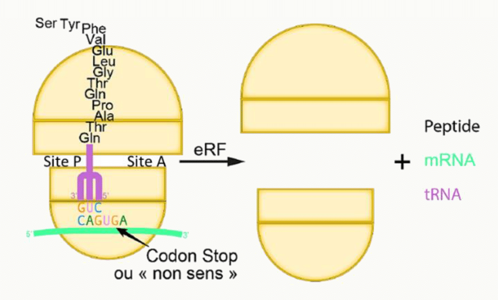 Terminaison de la traduction : le facteur eRF reconnaît le codon stop et libère le peptide