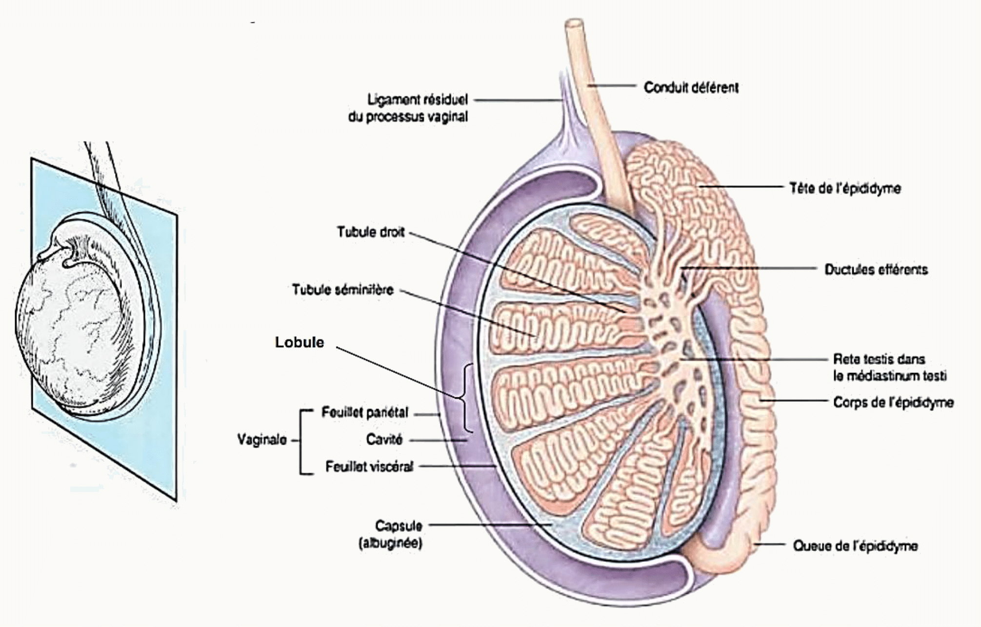 Morphologie interne du testicule : lobules, tubes séminifères, rete testis et albuginée
