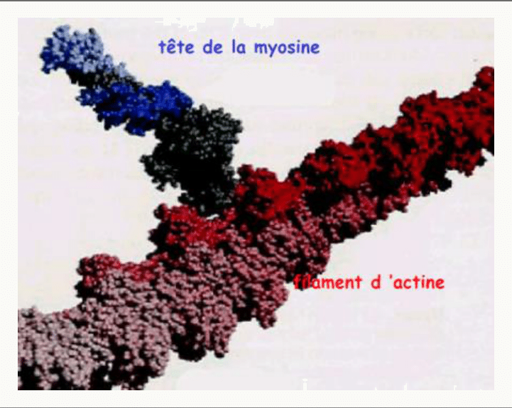 Tête de myosine fixée sur un filament d'actine, en représentation moléculaire