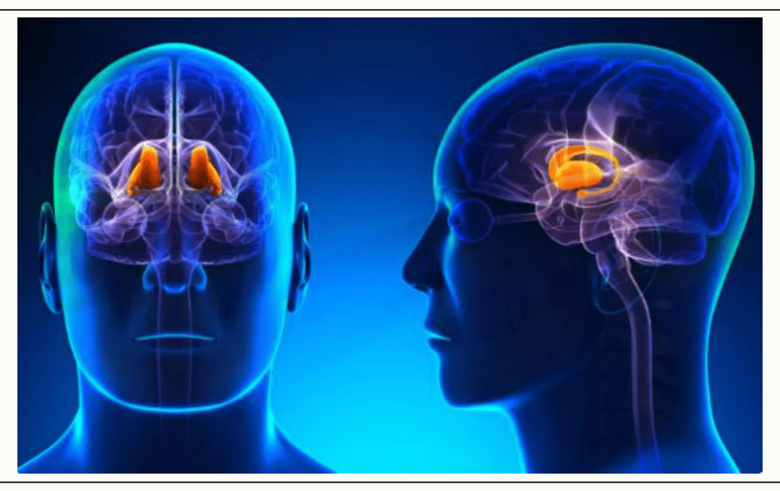 Thalamus et sa situation profonde au centre de l'encéphale