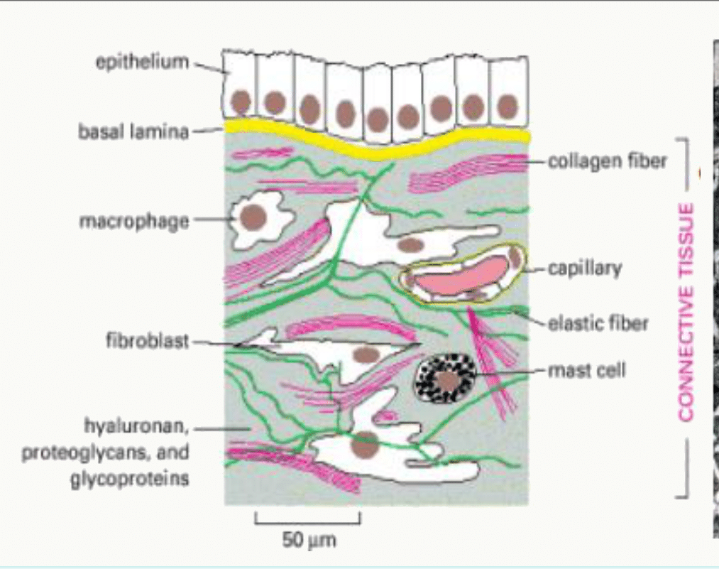 Tissu conjonctif avec fibroblastes, fibres de collagène et élastiques, capillaire, macrophage et mastocyte