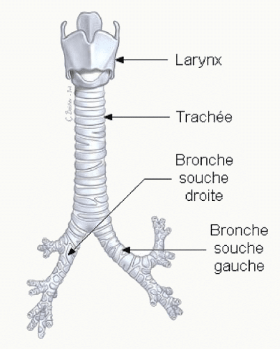 Trachée se divisant en bronche souche droite et bronche souche gauche