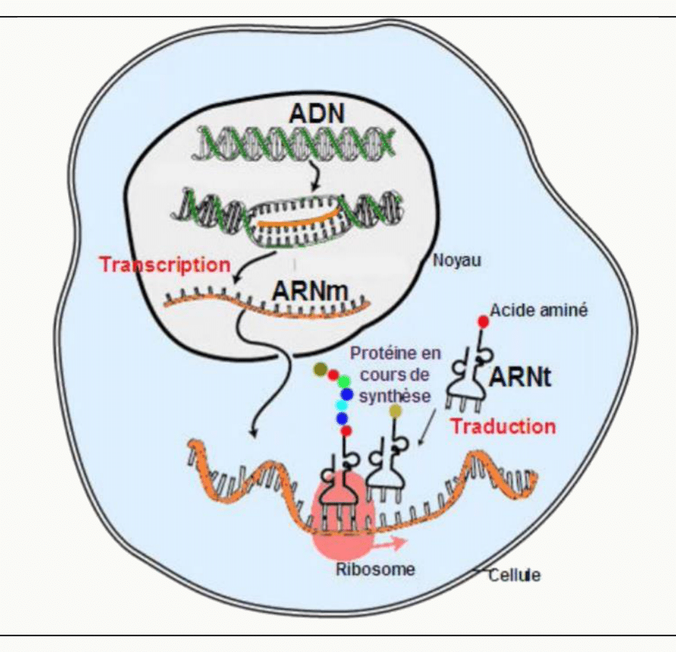 Transcription dans le noyau puis traduction dans le cytoplasme d'une cellule eucaryote