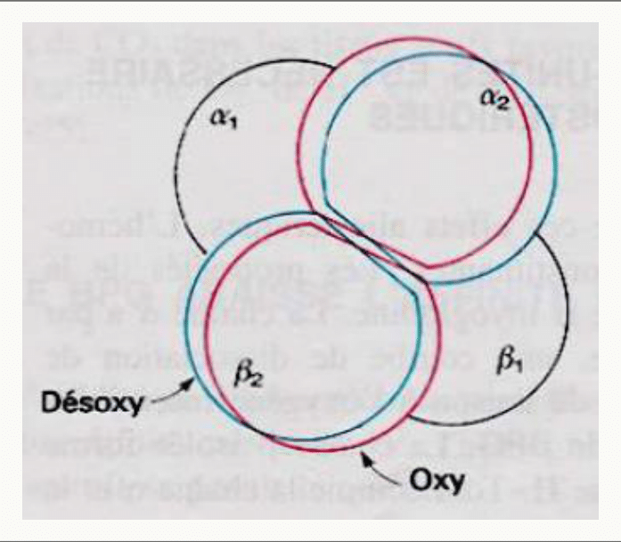 Transition allostérique de l'hémoglobine entre la forme T désoxygénée et la forme R oxygénée