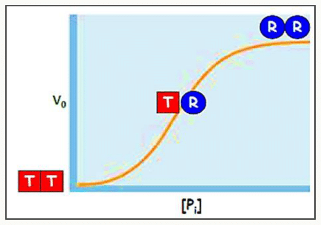Transition allostérique de la glycogène phosphorylase entre les formes T inactive et R active
