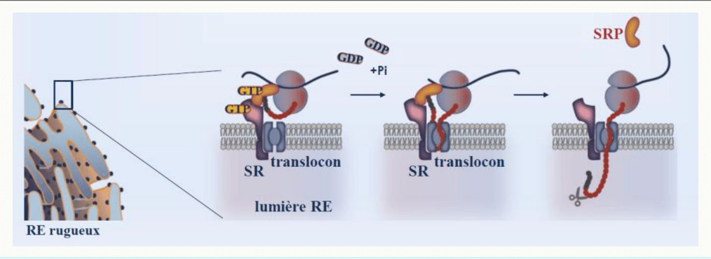 Étapes de la translocation d'un polypeptide à travers le translocon vers la lumière du réticulum