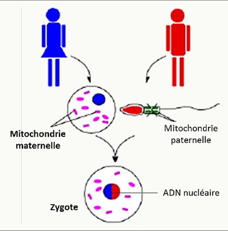 Transmission maternelle de l'ADN mitochondrial : seules les mitochondries de l'ovocyte persistent dans le zygote