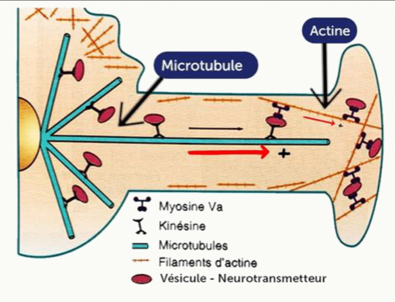Transport d'une vésicule de neurotransmetteur relayé entre microtubules et filaments d'actine par la kinésine et la myosine Va