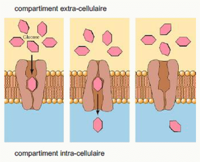 Transporteur membranaire du glucose et son changement de conformation entre les compartiments extra et intracellulaire