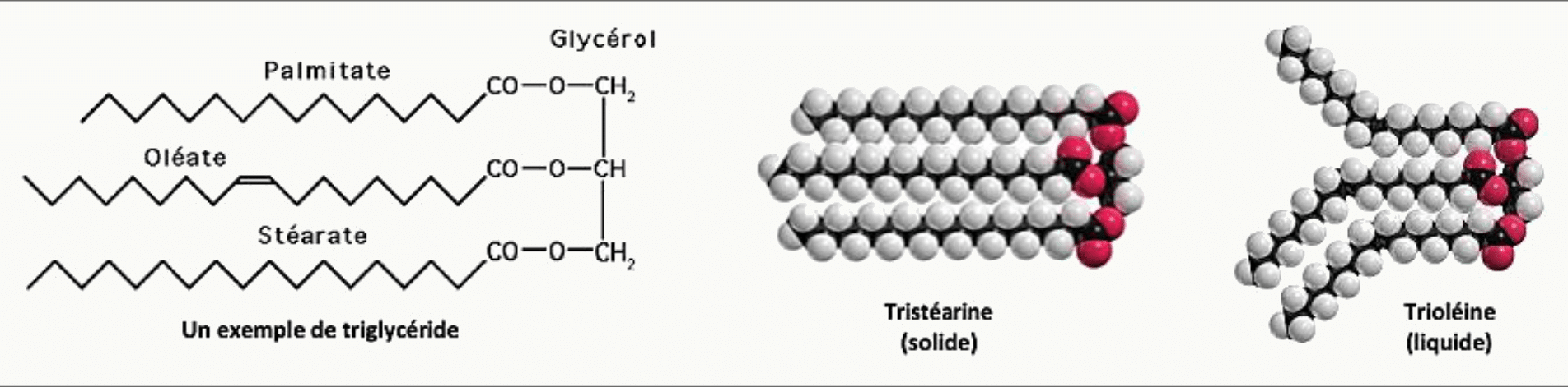 Triglycéride formé d'un glycérol estérifié par trois acides gras