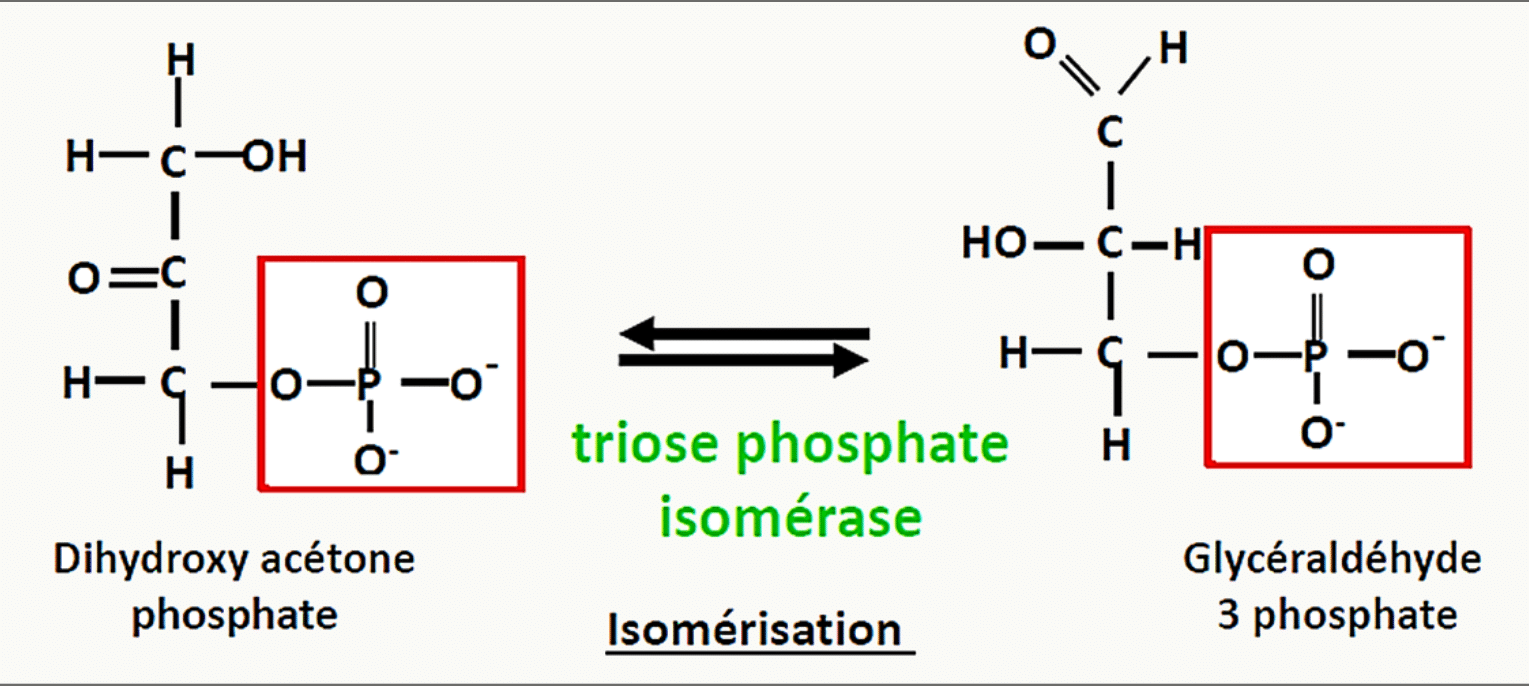 Isomérisation de la dihydroxyacétone phosphate en glycéraldéhyde-3-phosphate