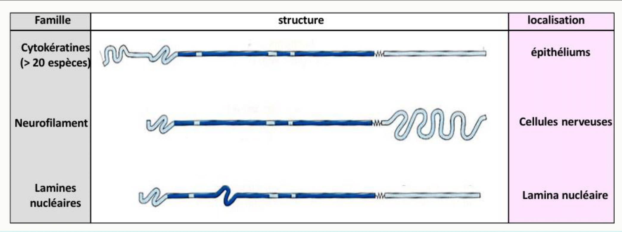 Les trois familles du cytosquelette comparées : structure, diamètre et localisation