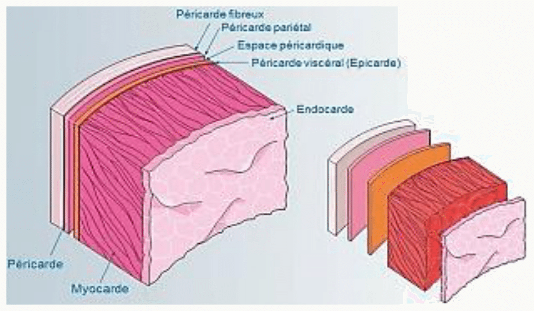 Tuniques du cœur : péricarde fibreux et séreux, myocarde et endocarde