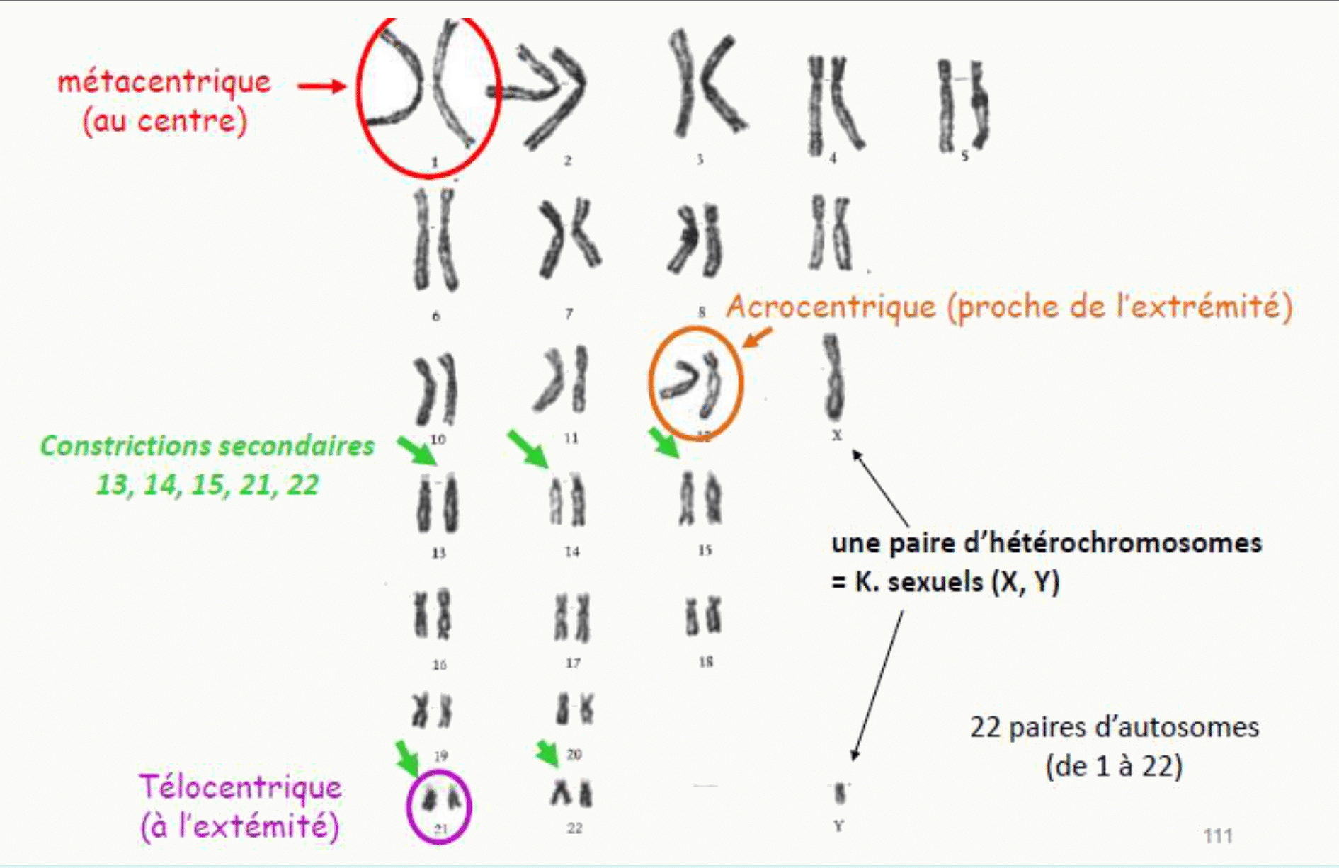 Types de chromosomes selon la position du centromère et caryotype humain complet