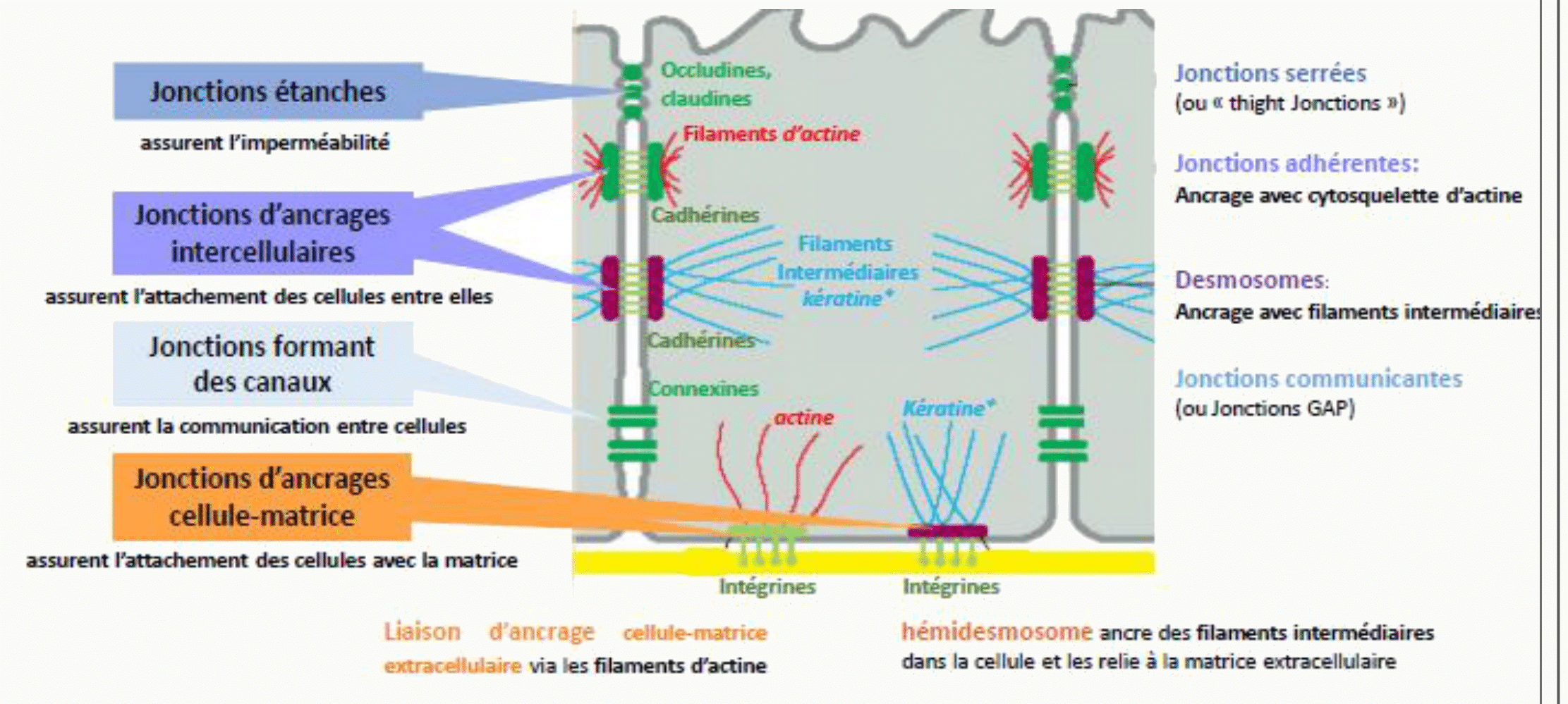 Les trois catégories de jonctions : étanches, d'ancrage et communicantes, avec leur cytosquelette associé