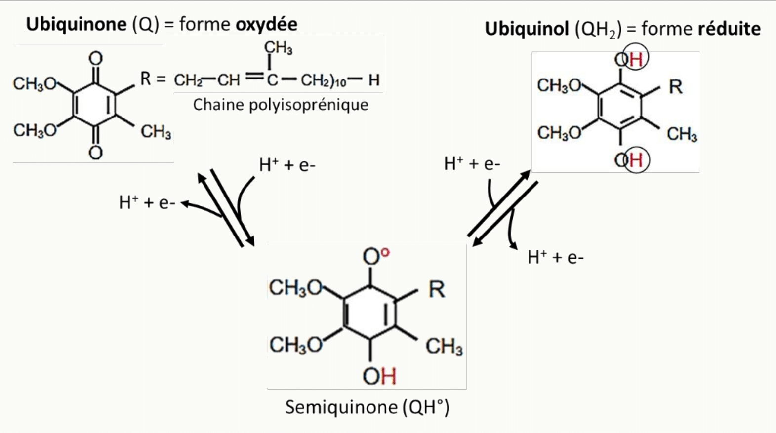 Ubiquinone, semiquinone et ubiquinol, les trois états du transporteur mobile de la membrane interne