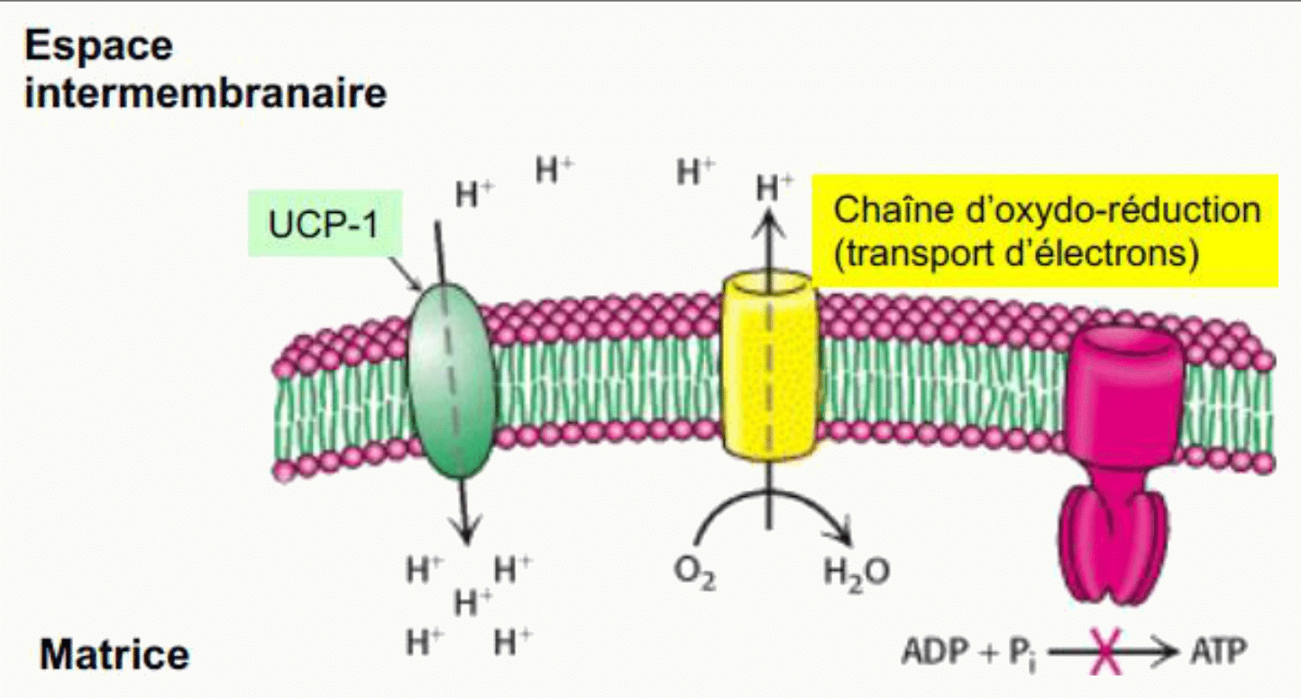 UCP-1 dissipant le gradient de protons en chaleur dans la graisse brune