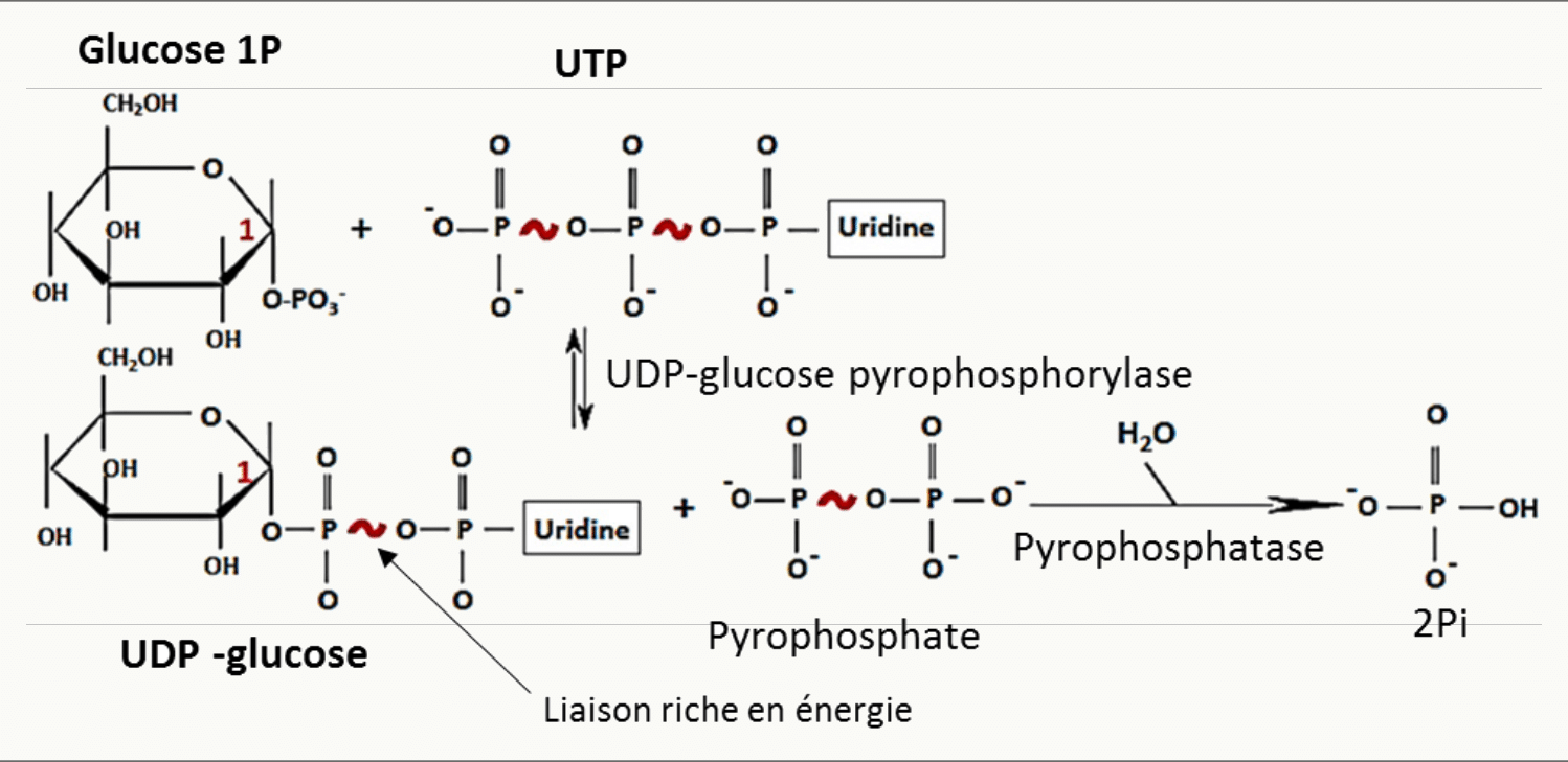 Formation de l'UDP-glucose par l'UDP-glucose pyrophosphorylase à partir d'UTP