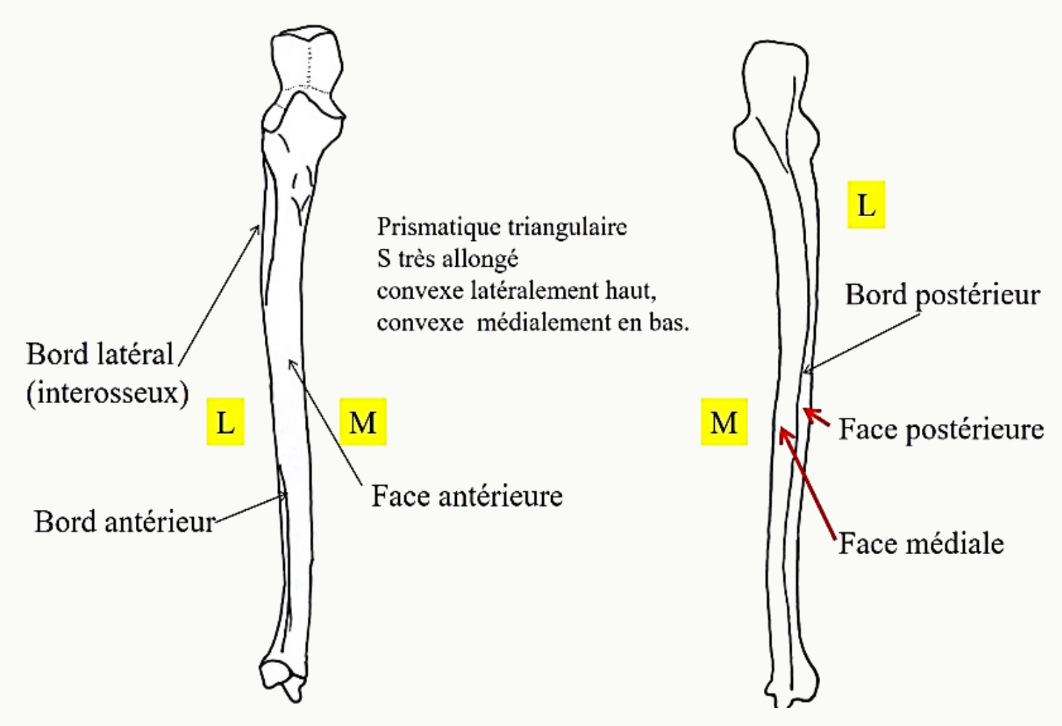 Ulna et ses bords antérieur, latéral interosseux et postérieur, et ses trois faces