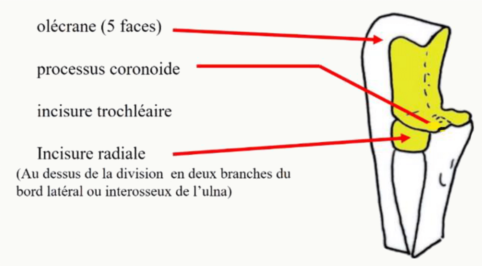 Extrémité proximale de l'ulna : olécrâne, processus coronoïde, incisure trochléaire et incisure radiale