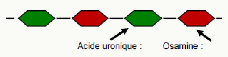 Unité disaccharidique répétitive d'un glycosaminoglycane associant un acide uronique et une osamine