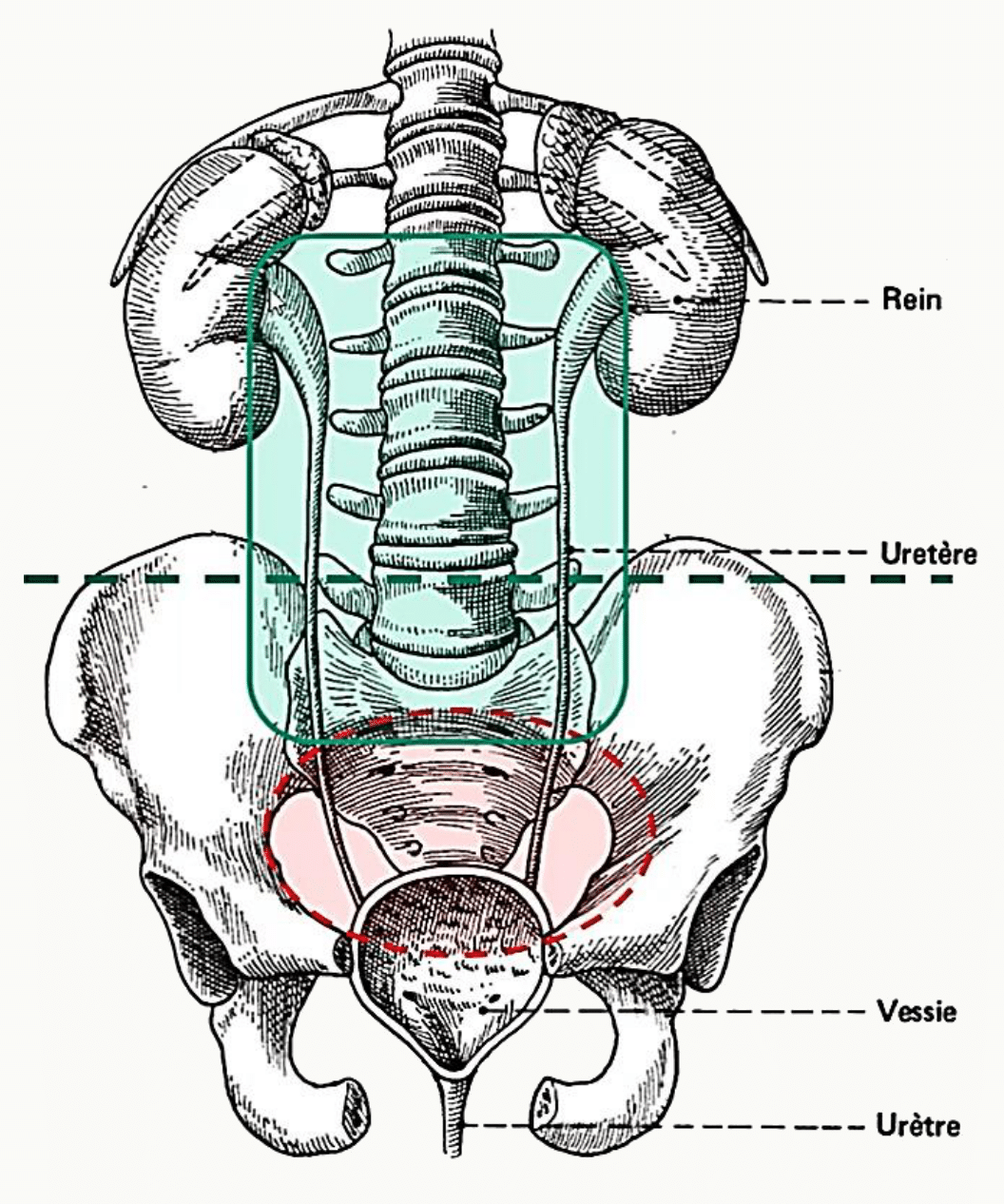 Uretères, leurs portions abdominale et pelvienne et leurs trois rétrécissements