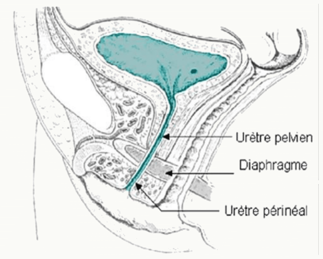 Urètre féminin, son trajet court à travers le diaphragme pelvien et le périnée