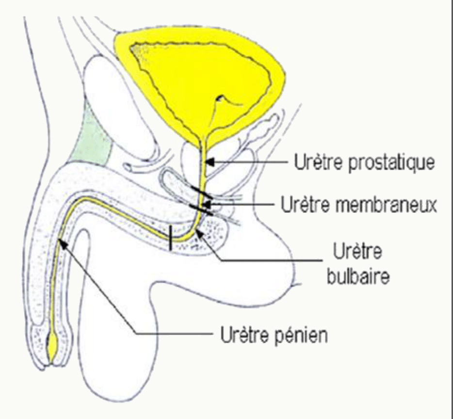 Urètre masculin et ses portions prostatique, membraneuse, bulbaire et pénienne