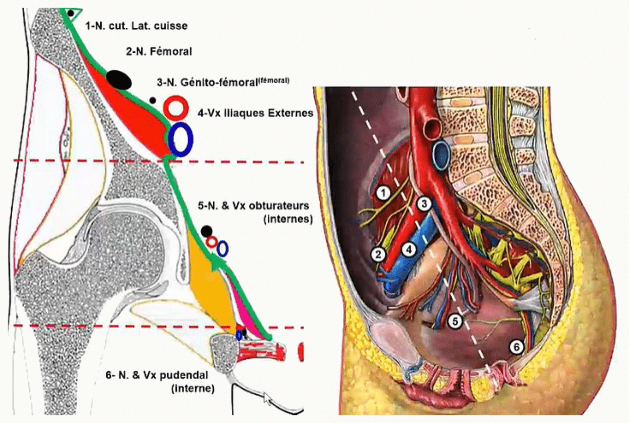 Vaisseaux et nerfs cheminant sur la paroi latérale du pelvis