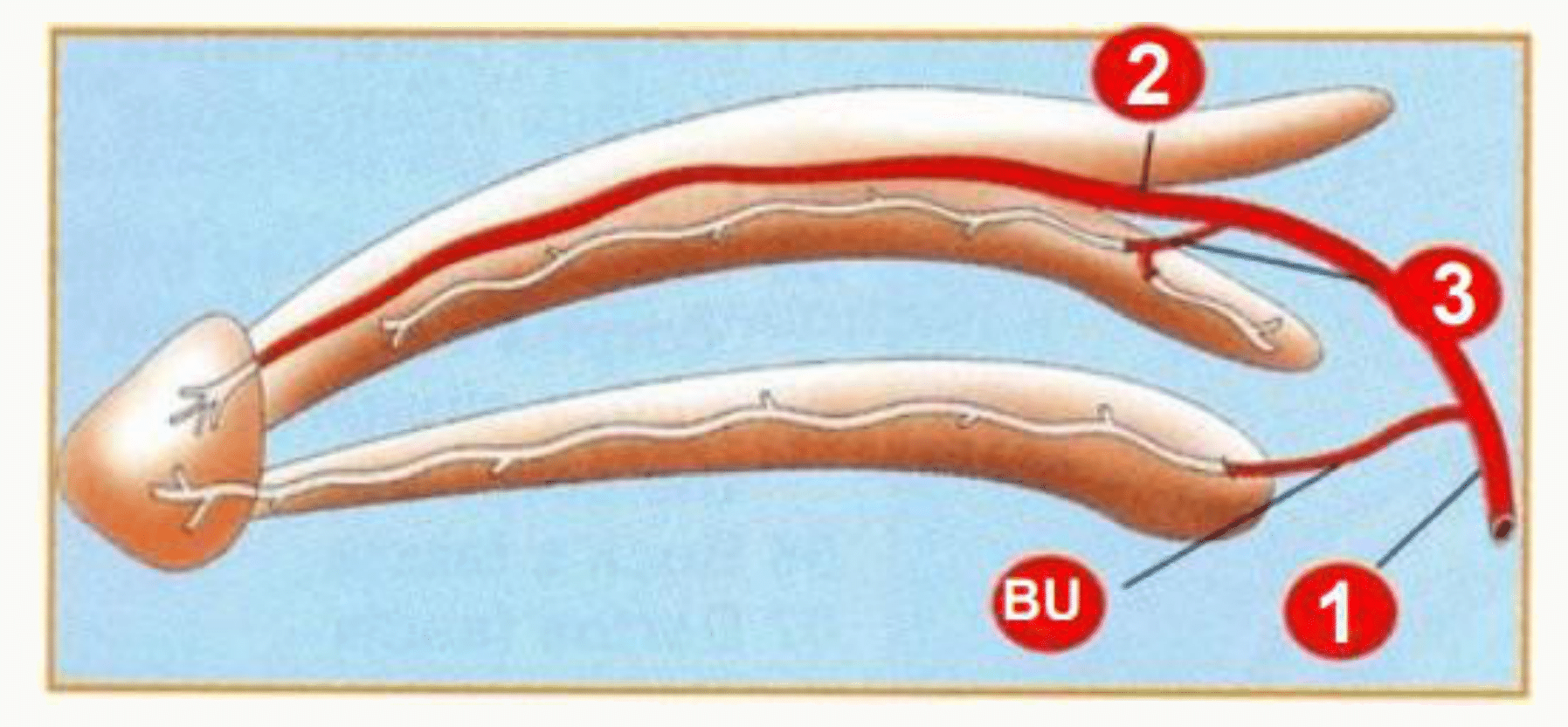 Vascularisation artérielle du pénis : artères caverneuses, dorsale et bulbo-urétrale