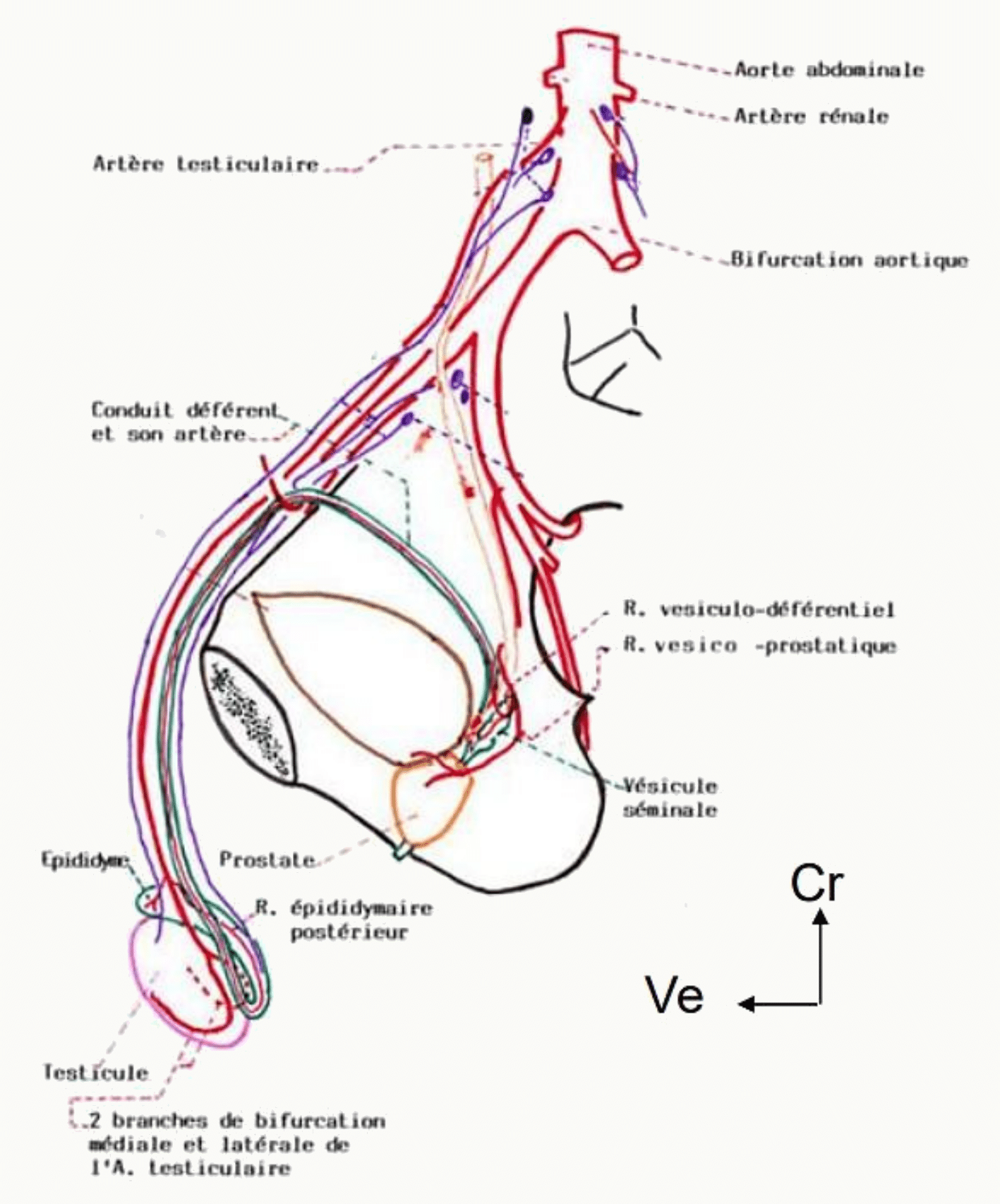 Vascularisation artérielle du testicule par l'artère testiculaire et l'artère du conduit déférent