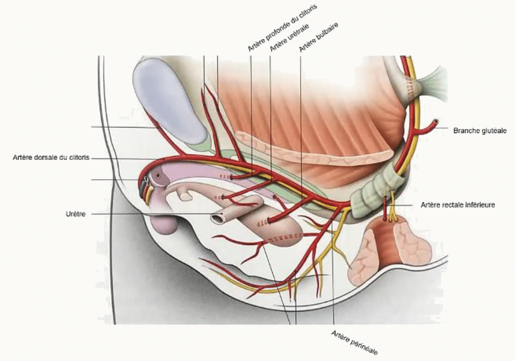 Vascularisation des organes génitaux externes féminins