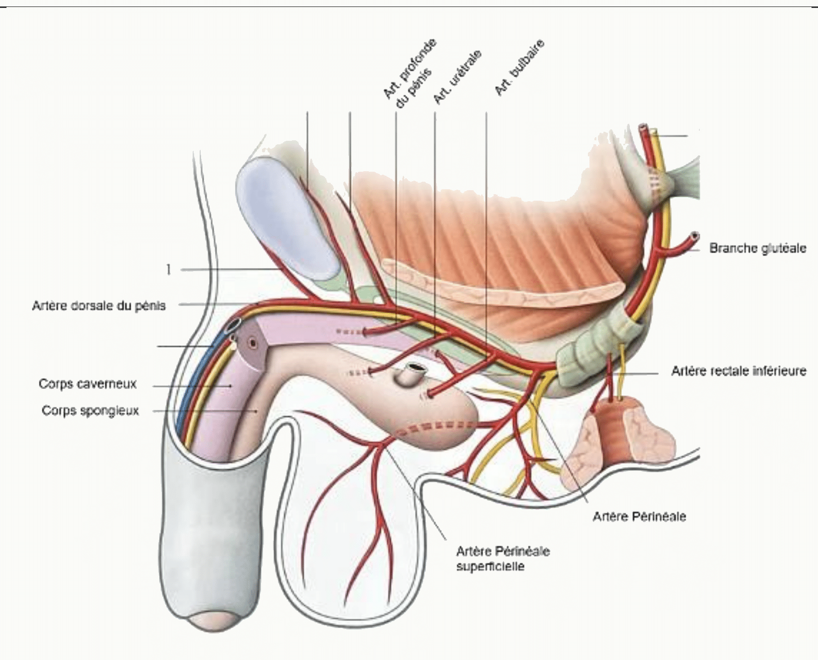 Vascularisation des organes génitaux externes masculins, corps caverneux et corps spongieux