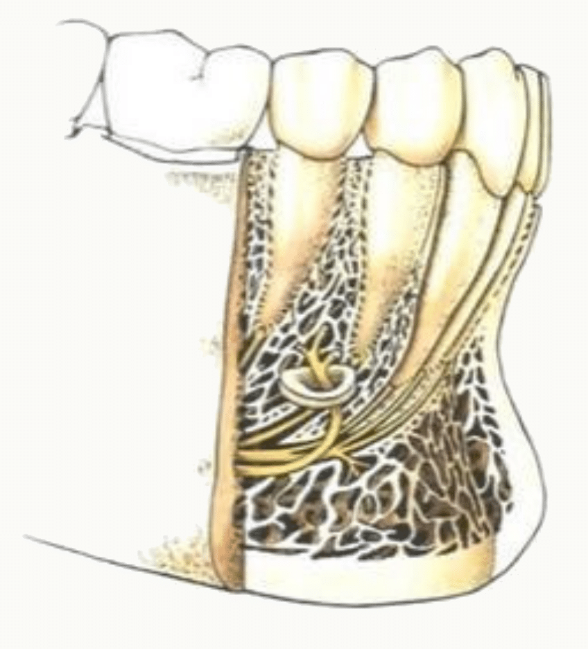 Vascularisation et innervation des dents par le paquet alvéolaire
