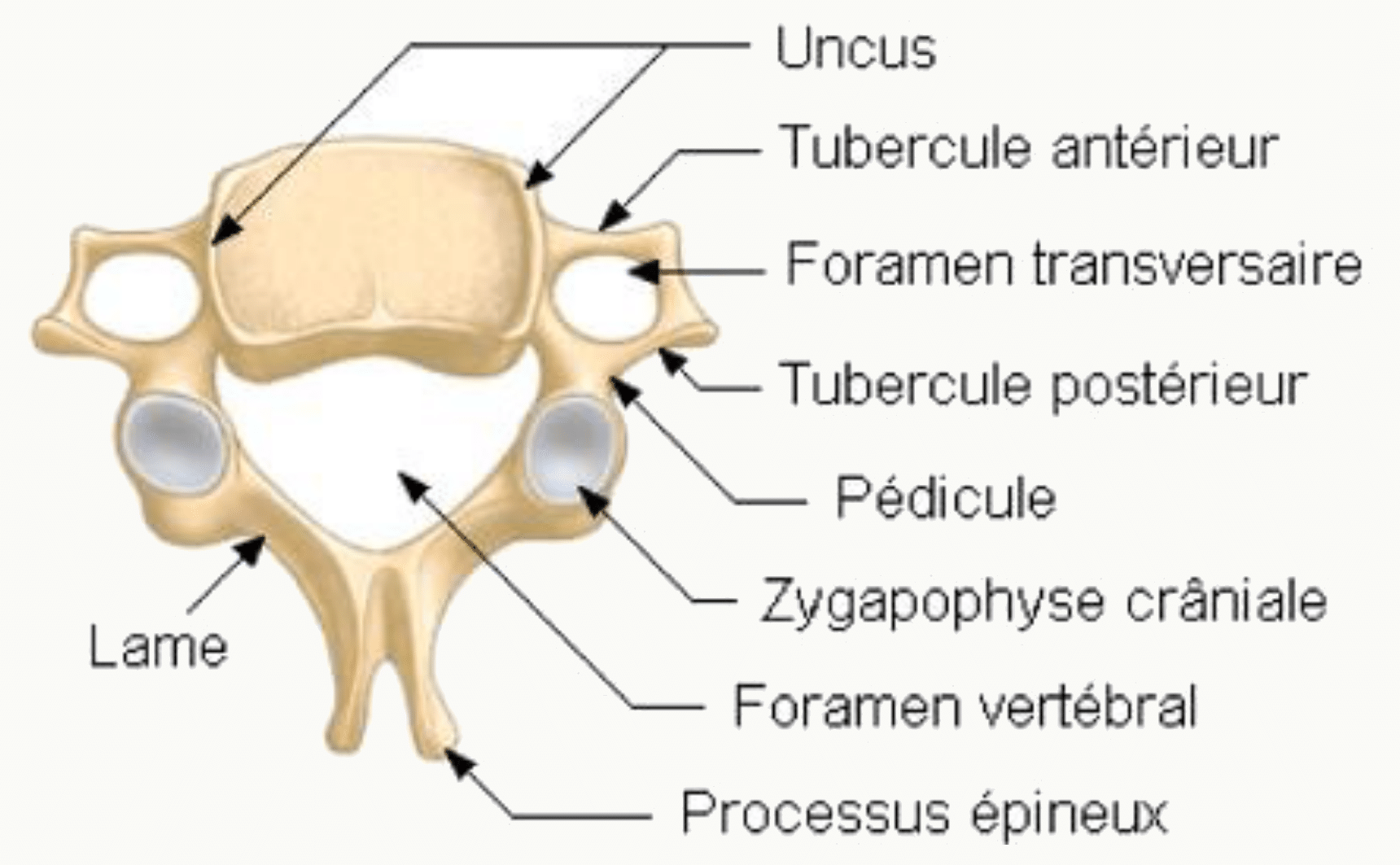 Vertèbre cervicale avec son uncus, ses tubercules antérieur et postérieur et son foramen transversaire