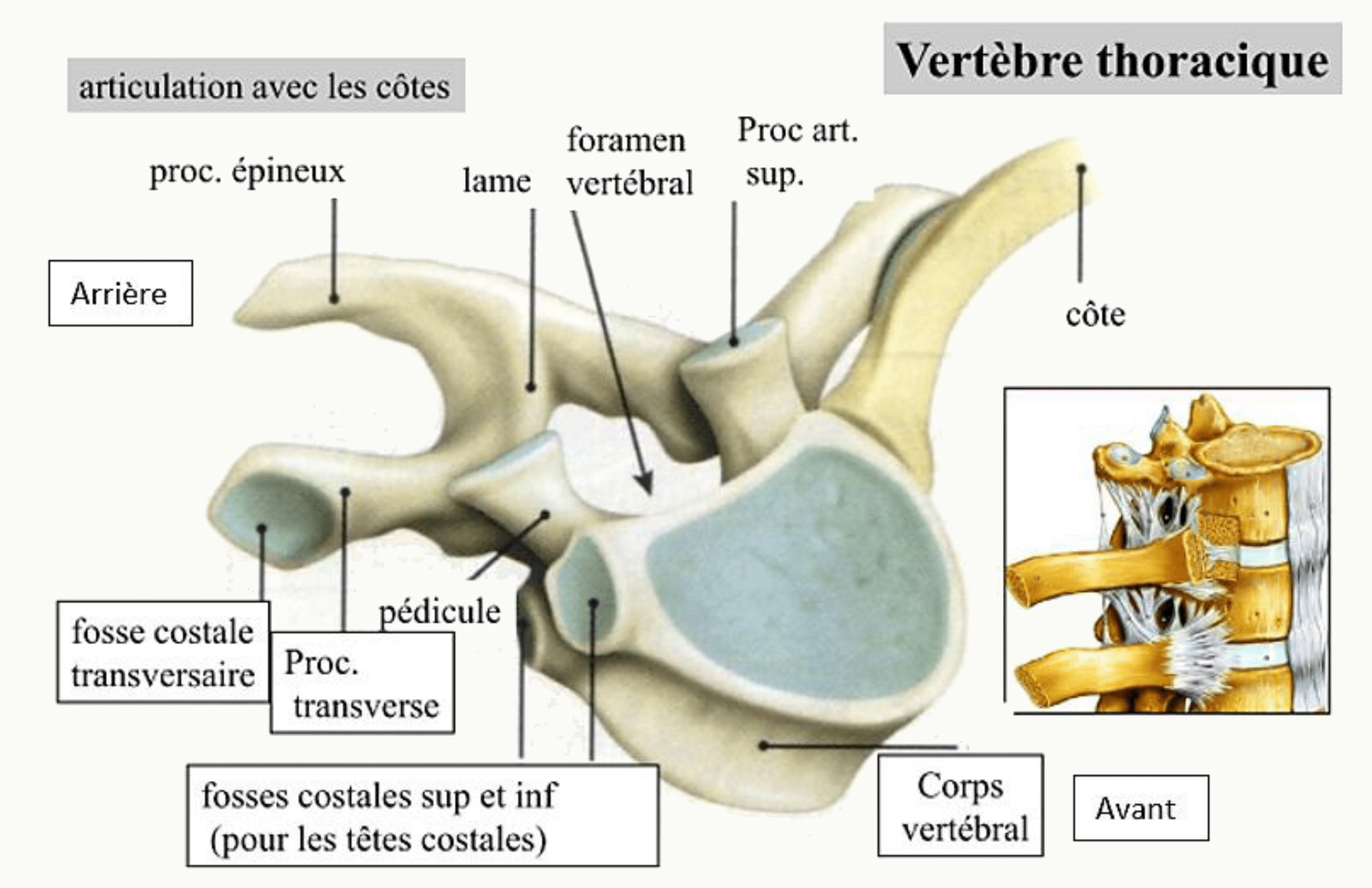 Vertèbre thoracique avec ses fossettes costales et son articulation avec la côte