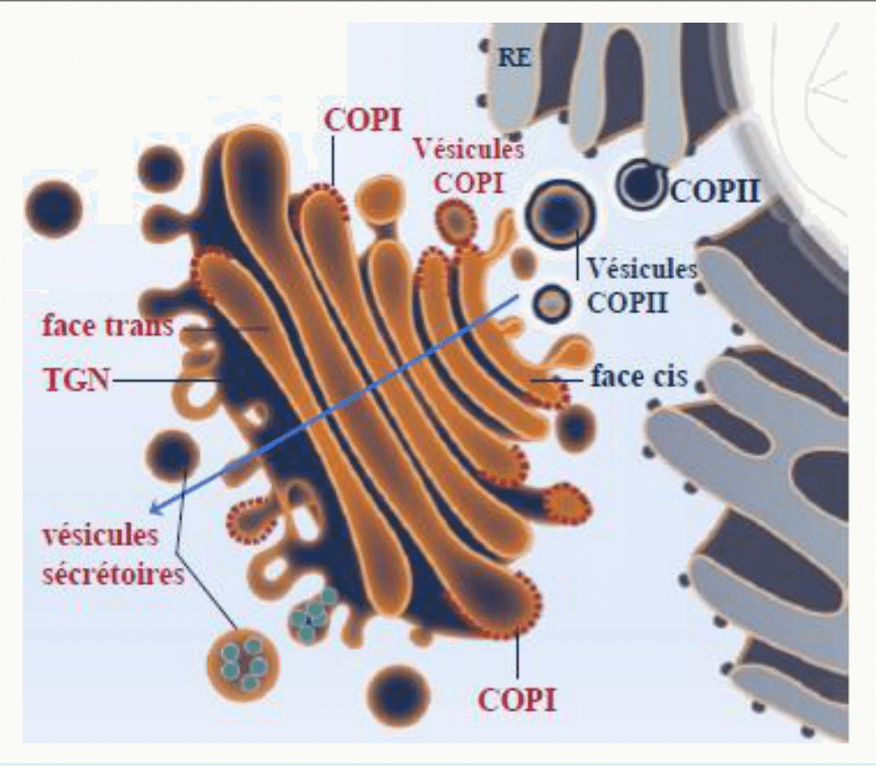 Vésicules COPI et COPII assurant les trafics entre réticulum et Golgi dans les deux sens
