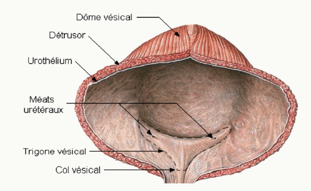 Morphologie interne de la vessie : dôme vésical, urothélium, méats urétéraux, trigone et col vésical