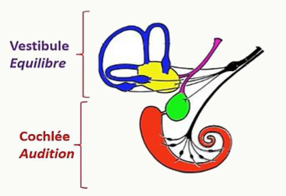 Oreille interne avec le vestibule dévolu à l'équilibre et la cochlée dévolue à l'audition