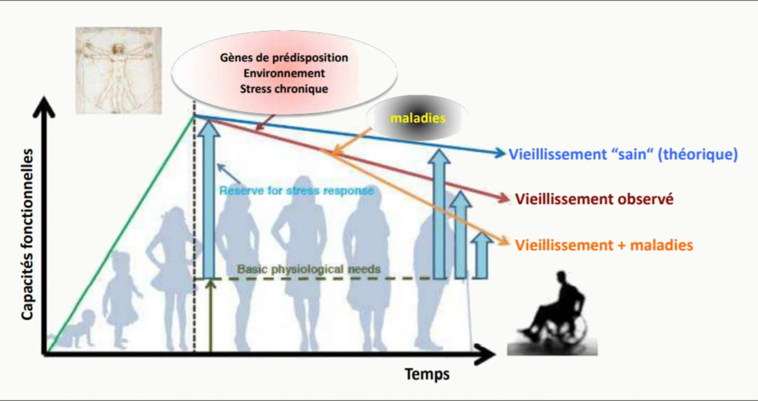 Évolution de la capacité fonctionnelle au cours de la vie : vieillissement théorique, observé et pathologique