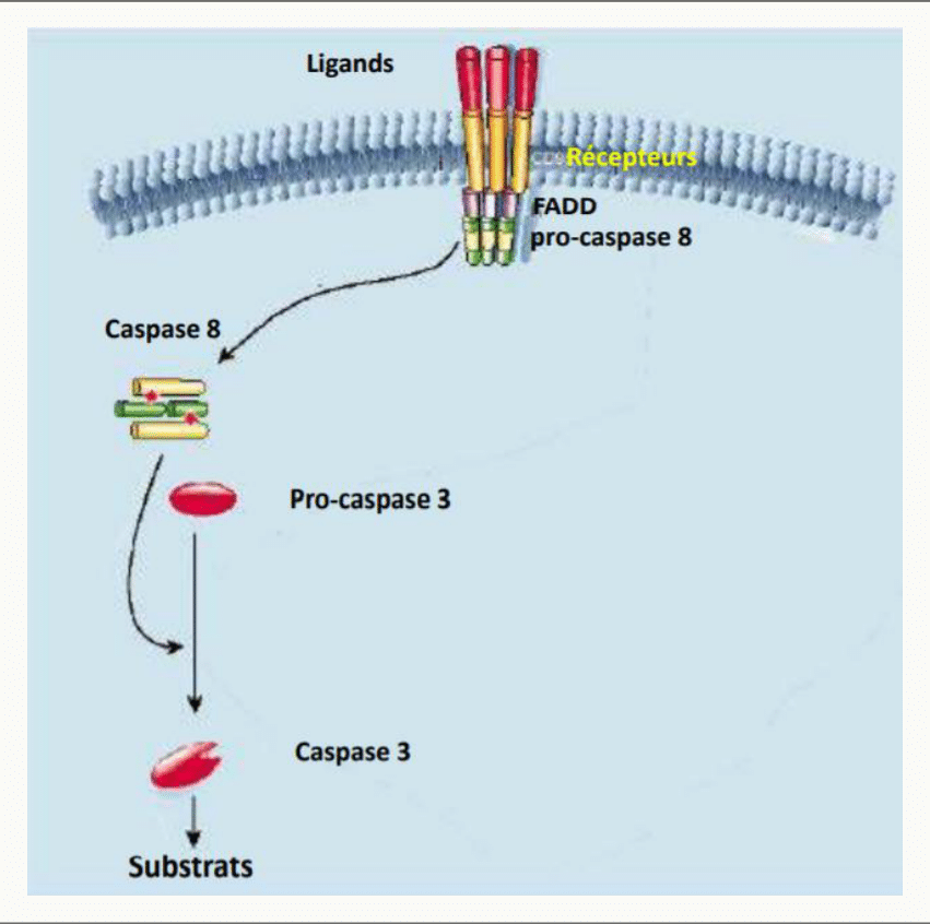 Voie extrinsèque de l'apoptose : ligand, récepteur de mort, FADD, pro-caspase 8 puis caspase 3