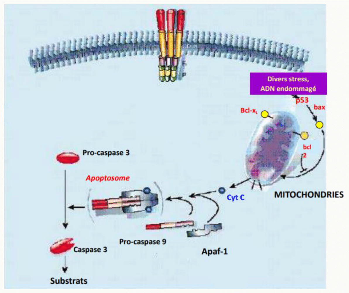 Voie intrinsèque de l'apoptose : libération du cytochrome c, formation de l'apoptosome avec Apaf-1 et caspase 9