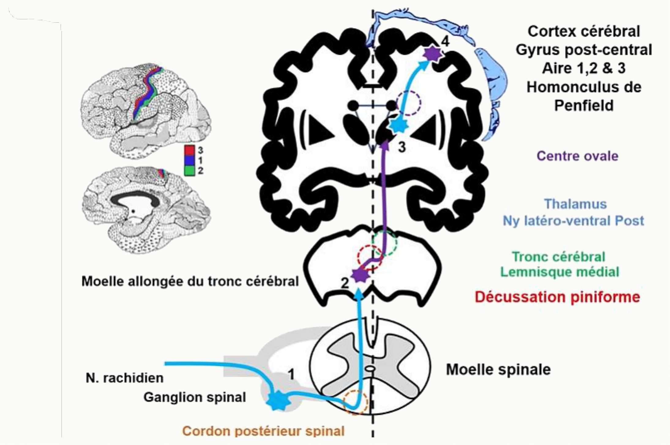 Voie lemniscale du tact épicritique, du ganglion spinal au cortex post-central