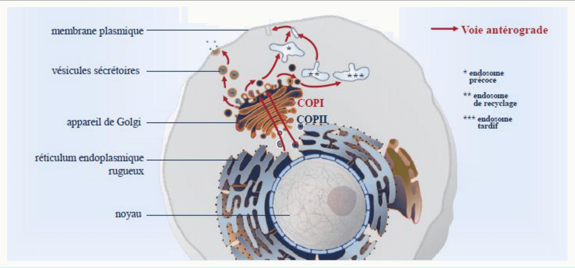 Voie rétrograde ramenant les protéines du Golgi vers le réticulum endoplasmique