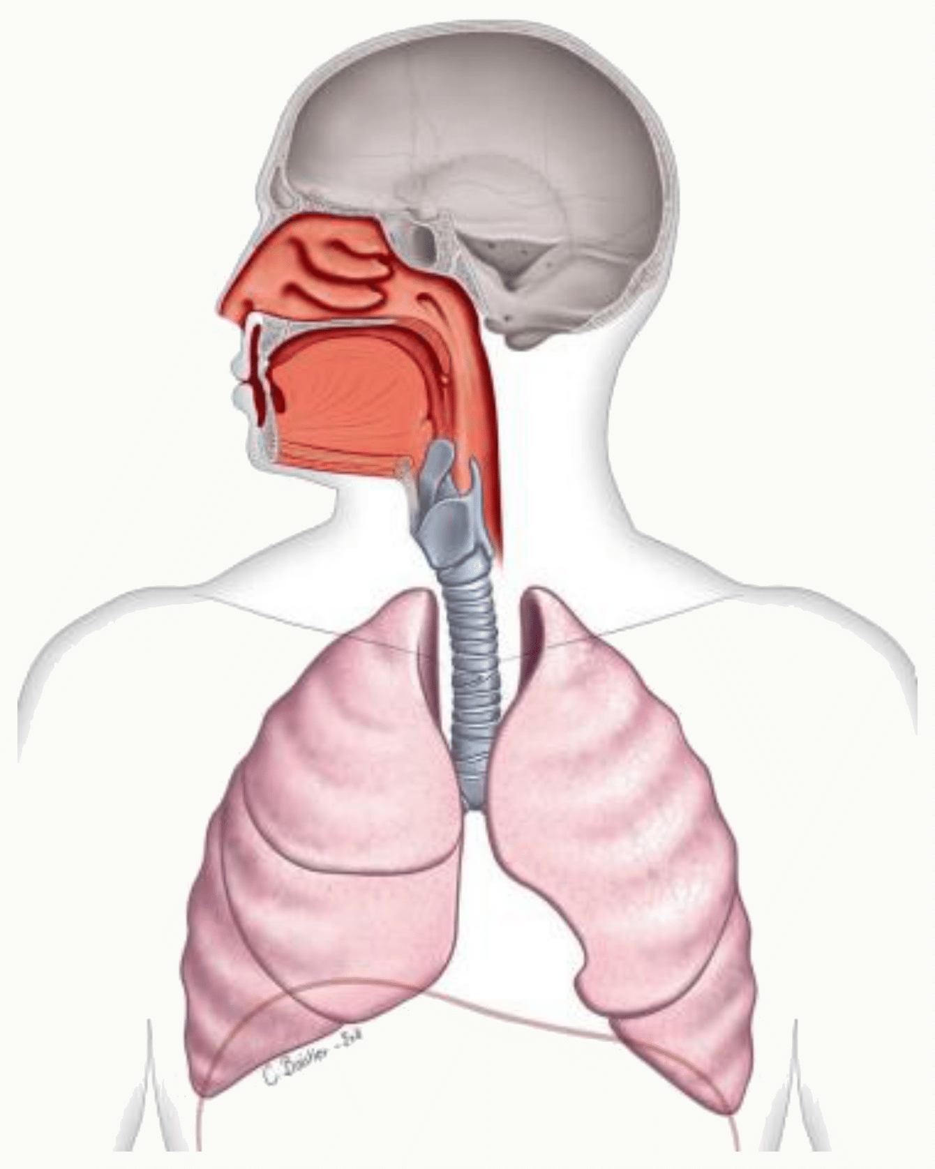 Voies aériennes vues d'ensemble, des cavités nasales au larynx puis aux poumons