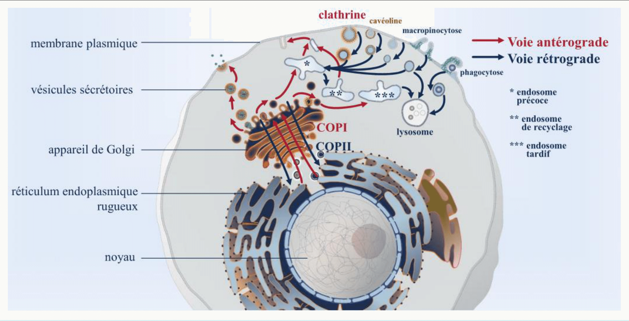 Voies antérograde et rétrograde du trafic intracellulaire mises en regard