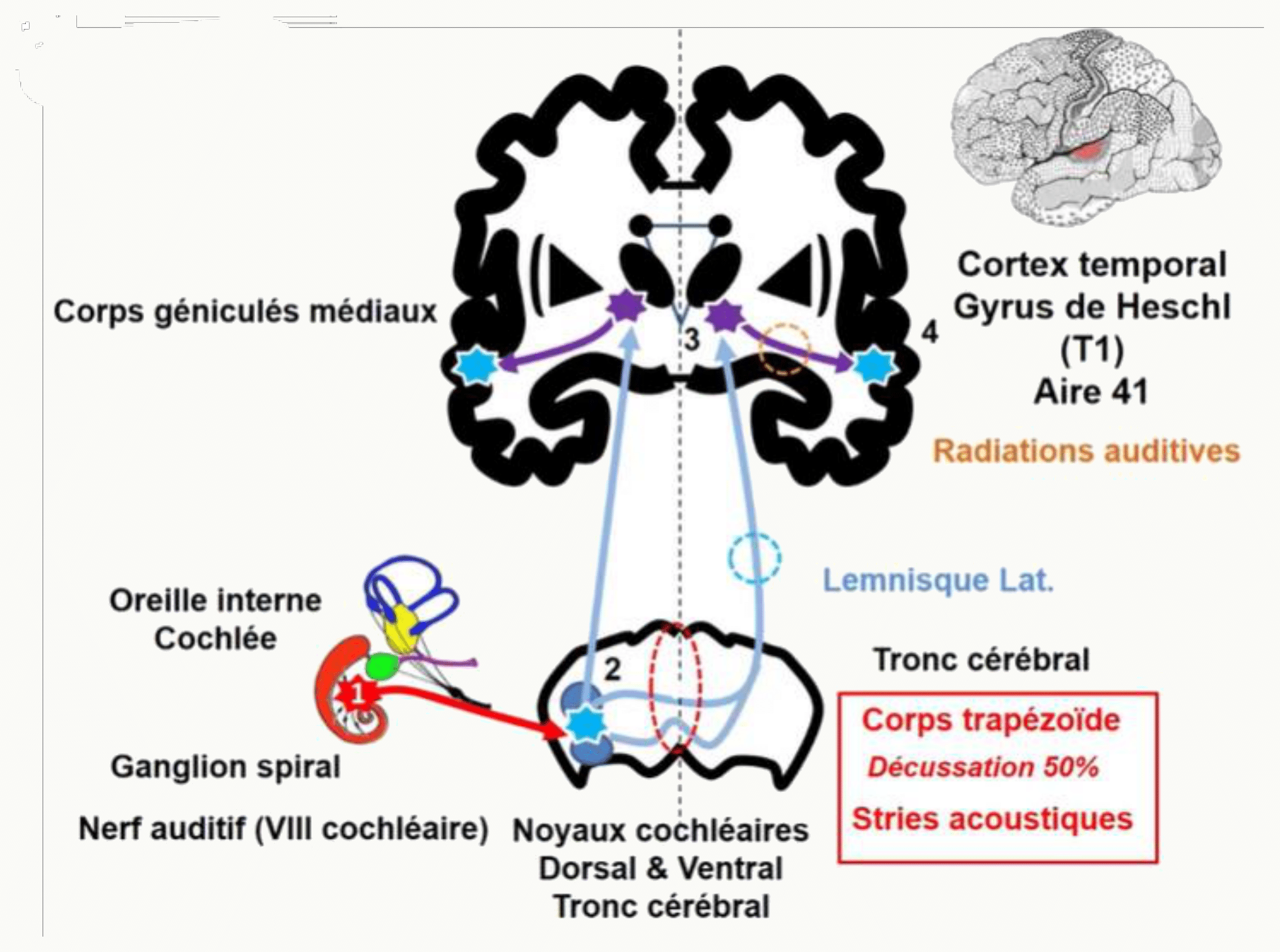 Voies auditives de la cochlée au gyrus de Heschl, avec le corps trapézoïde et les corps géniculés médiaux
