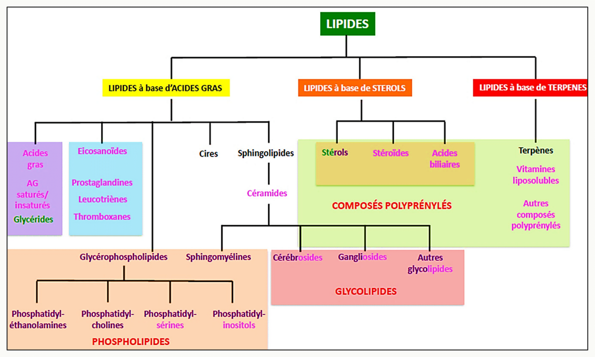 Voies de synthèse des eicosanoïdes à partir de l'acide arachidonique : prostaglandines, thromboxanes et leucotriènes