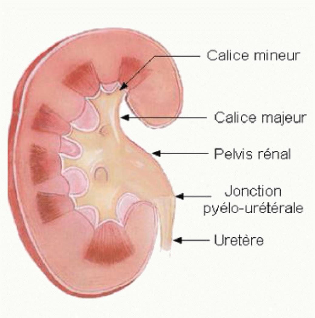 Voies excrétrices intra-rénales : calices mineurs, calices majeurs, pelvis rénal et jonction pyélo-urétérale