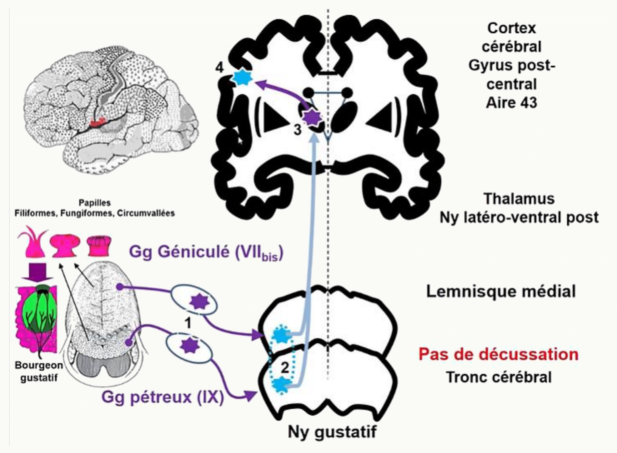 Voies gustatives du noyau gustatif au cortex, sans décussation